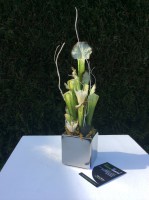 /album/marche-de-noel-%c3%a0-pont-sur-yonne-%2889%29/sarracenia-flava-jpg/